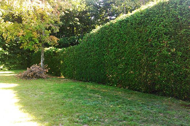 Grande haie de cèdres fraîchement taillée